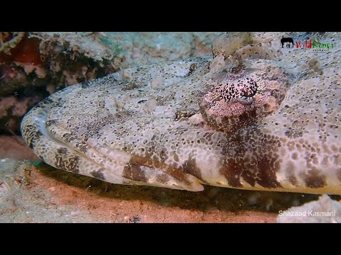 Video: Crocodile fish: photo, description, lifestyle and habits