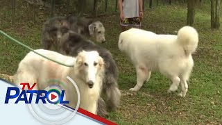 KBYN: Animal lover sa Batangas, binida ang imported na mga aso |TV Patrol