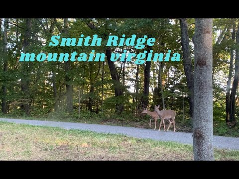 Smith Ridge Virginia SMITH RIDGE MOUNTAIN VIRGINIA /ADORABLE DEER#wildlife - YouTube