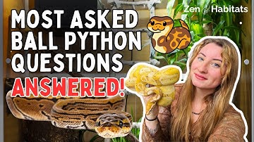 Top Ball Python Questions ANSWERED! | Complete Beginner FAQ Guide
