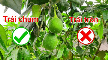 Bưởi Ruby được ghép cải tạo trên miền bắc, nơi khí hậu khắc nhiệt, 12 tháng đã cho trái trĩu cành