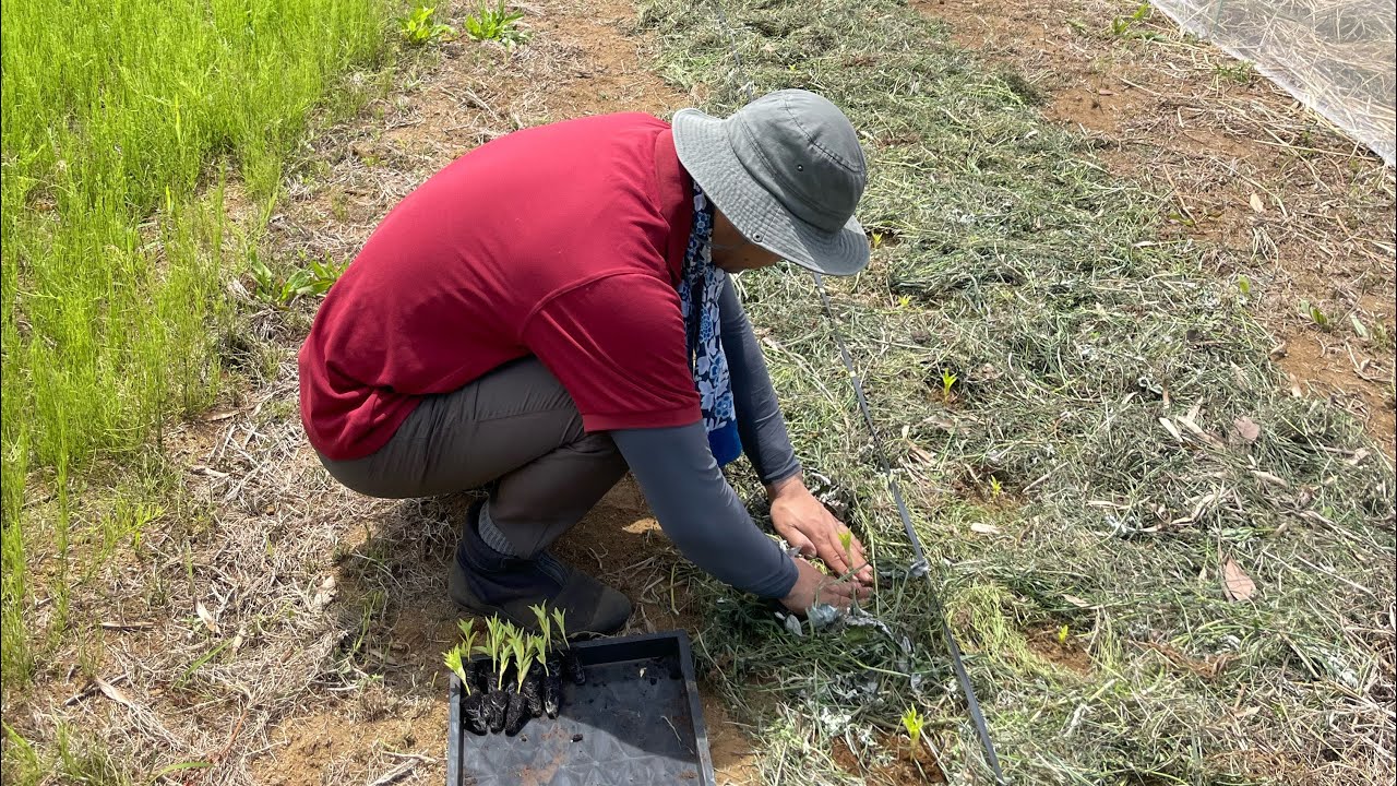 Visiting Organic Flower Farmer Shota's Field