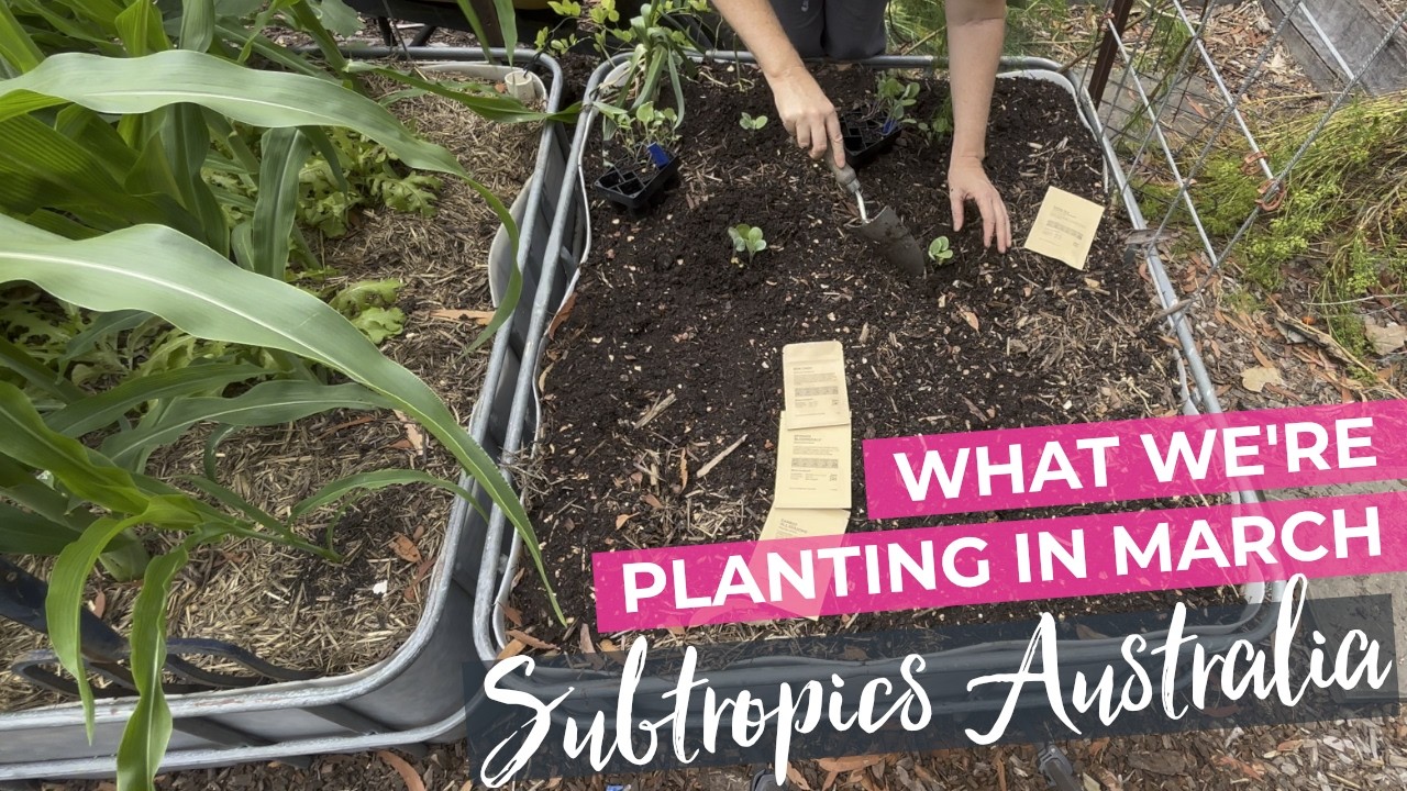 What to plant in March - Australia Subtropical Vegetable Garden