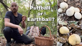 Edible Puffball or Poisonous Earthball Mushroom? Side By Side Comparison screenshot 5