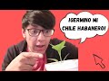 ¿Cómo🌱Germinar Semillas de Chile 🌱HABANERO en Casa de una forma FACÍL?