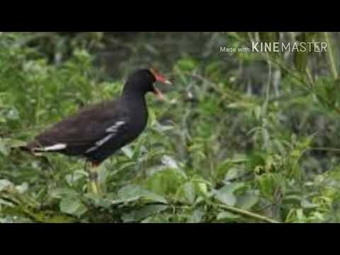 suara burung tiung air