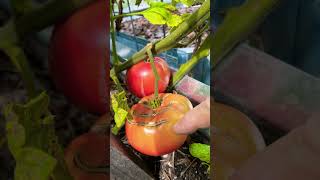 Stop Tomatoes From Splitting ,