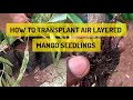 How to transplant air layered mango seedling inside a polybag
