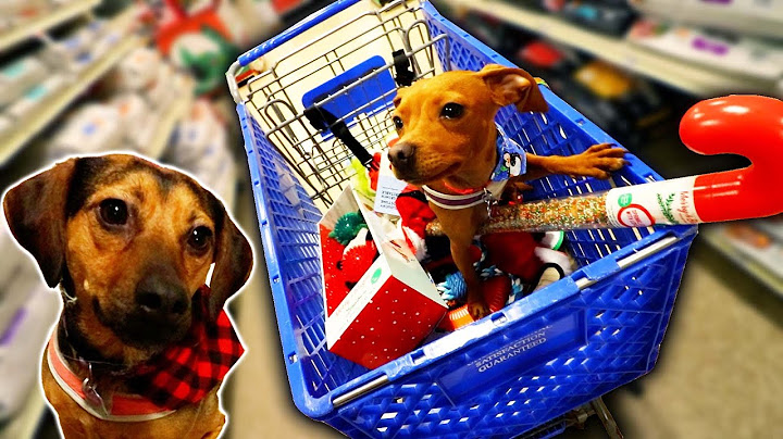 BUYING MY DOGS ANYTHING THEY TOUCH!