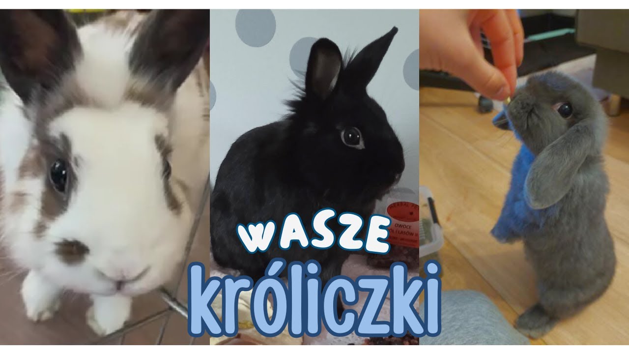 OCENIAM WARUNKI WASZYCH KRÓLIKÓW