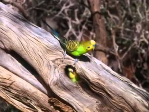 BBC Documentary 2014 The Wild Bush Budgie Nature Documentary