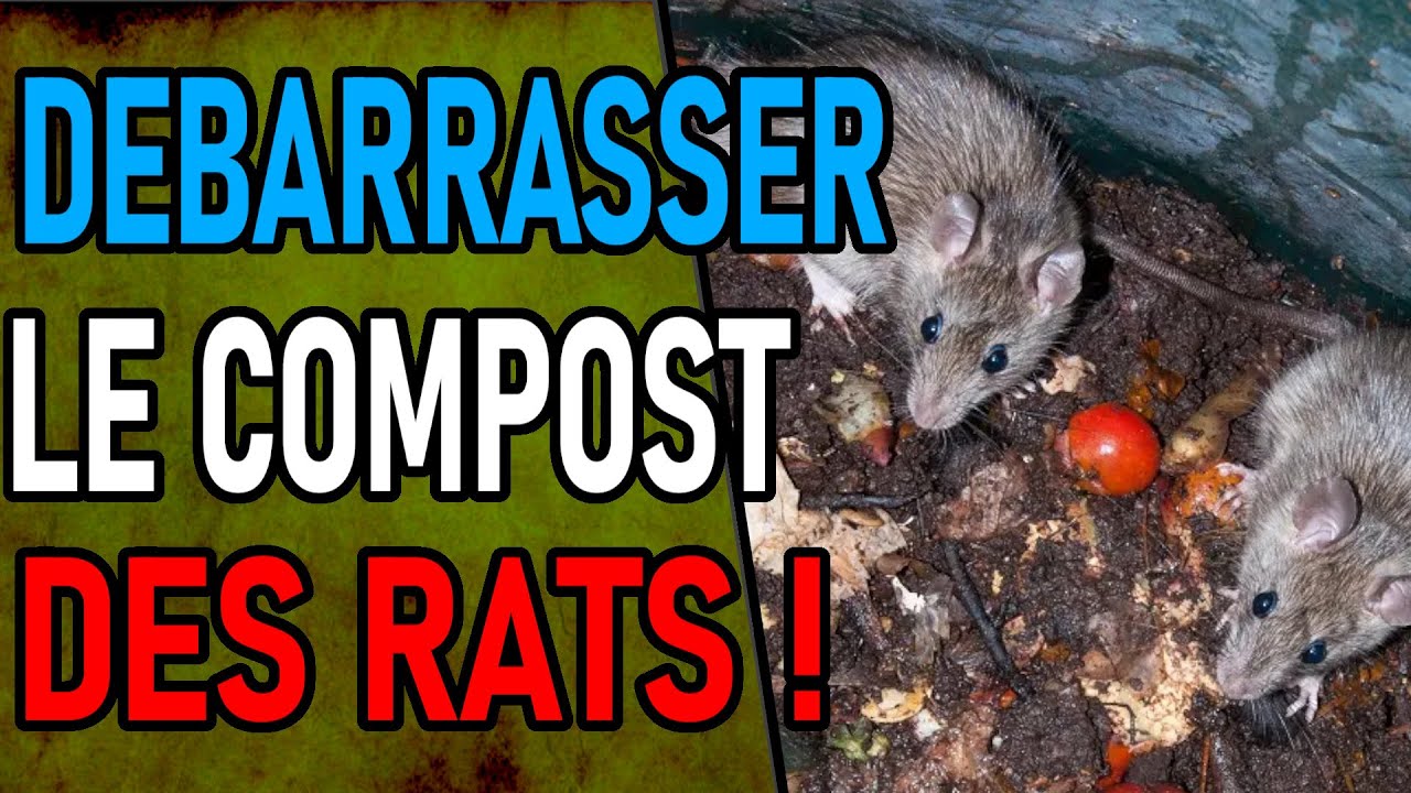 Comment se débarrasser des rats dans le compost ? - Gamm vert