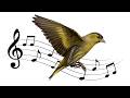 كيف يبدو صوت طائر الحسون الأوراسي