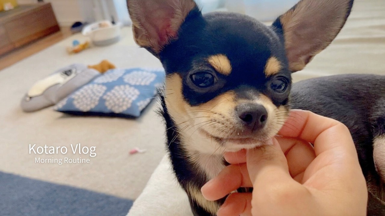スムースチワワのモーニングルーティン