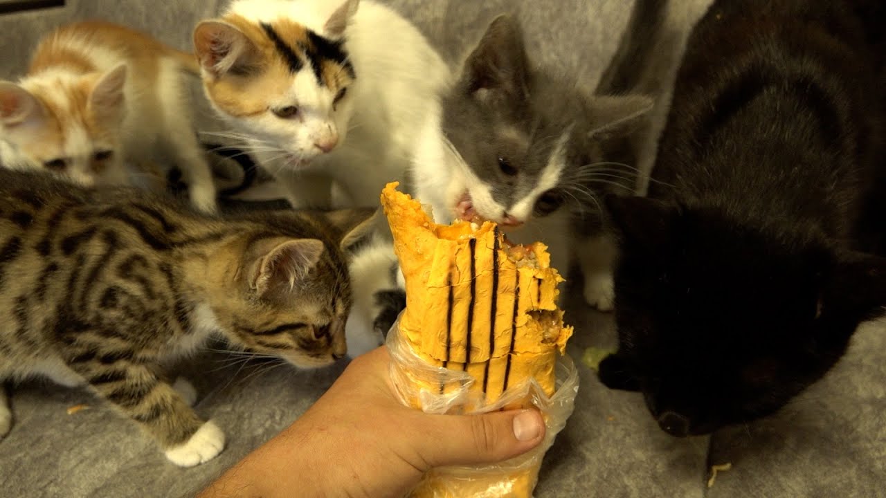 Kittens also want to eat doner YouTube