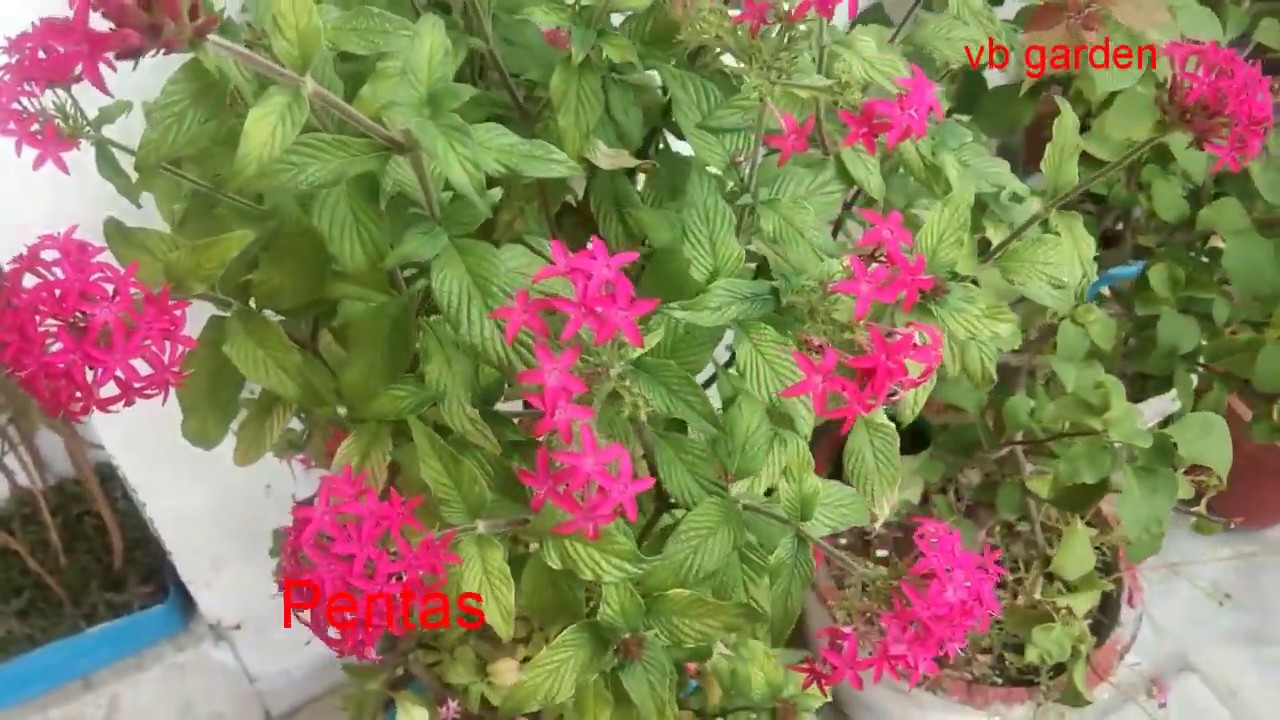 Penta Flowering plant ( Beautiful Flowering plant)