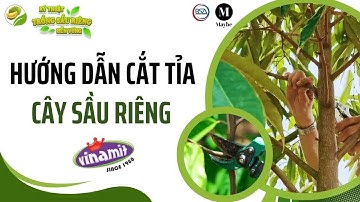 Hướng dẫn cắt tỉa cây sầu riêng #7 - Nông gia Huỳnh Quới