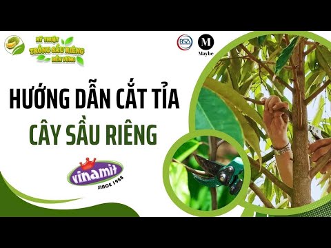 Hướng dẫn cắt