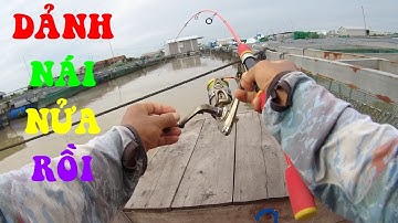 🐟Câu Cá Dảnh Ngoài Bè Dàn Bè Huyền Thoại Câu Là Có Toàn Cá Dảnh Nái Kéo Đã Tay Cái Kết Đầy Khoan🐟