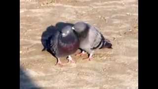 Голубки целуются/ pigeons kiss