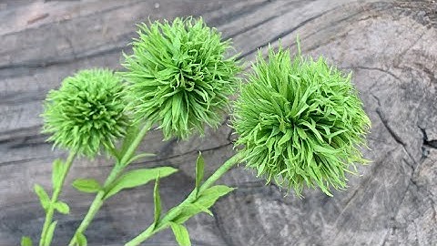 ABC TV | How To Make Pom Pom Crepe Paper #1 - Craft Tutorial