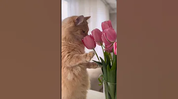 CAT SNIFFING TULIP FLOWERS. FUNNY CUTE FUNNY ANIMALS VIDEOS.SUBSCRIBE.LIKE.