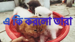 ছাদে কি করলো তারা #cat #catlover