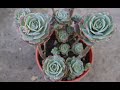 Echeveria gloria - características y cuidados - Succulent Clusters