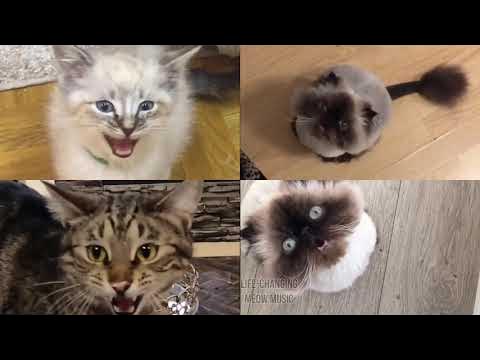 Numa Numa (Dragostea Din Tei) but Cats Sung It (Cats Version Cover