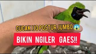 Cucak ijo kaltim berau Memang banyak Kelebihanya!!