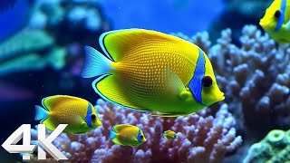 Beautiful Coral Reef Fish 4K(ULTRA HD)  Relaxing Music  Coral Reefs, Fish and Colorful Sea Life