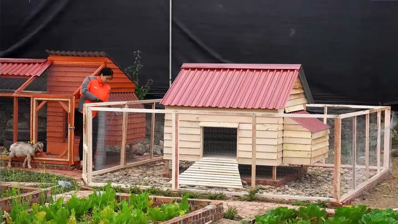 庭院養殖基地，建造多個籠舍！飼養大量兔子和鴿子的最佳實踐 #农村生活 #乡村建造 #农家美食 #农场日常 #乡村致富