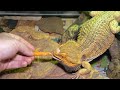 CAN BEARDED DRAGONS EAT CARROTS? | WILL IT KILL THEM?! | REPTILE MYTHS