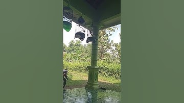variasi suara rambatan paruh merah (RPM)