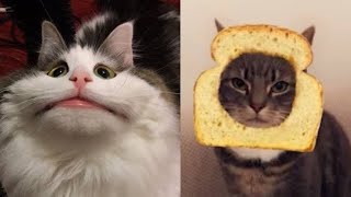 Cats Doing Stupid Things 😹 Funny Stupid Cats (Full) by Cute Animal World 918 views 4 years ago 6 minutes, 23 seconds
