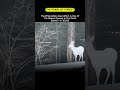 Meet the pearl of the forest seen in 1 in 30,000"" #motivation #deer #inspiration #sucesso