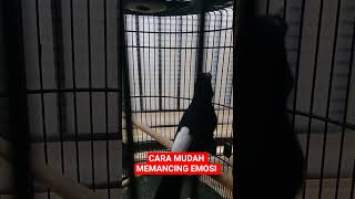 Download Lagu SUARA KHAS MURAI BATU JUARA MP3