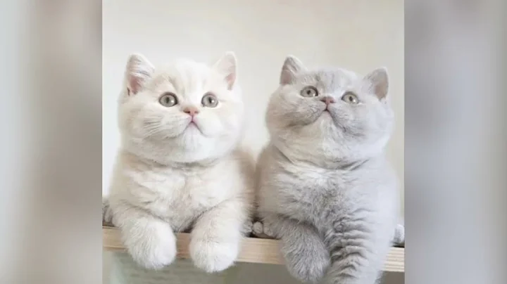 Video 2212191: british shorthair kittens, cat kitten cutecat, cat feeding kittens, mom feeding kittens, cat kitten cute, nice kittens, kittens born, little kitten