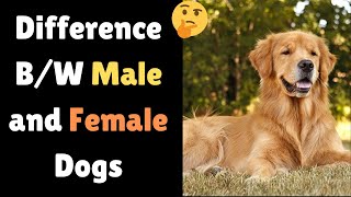 What are the Main Differences in Male and Female Dogs?