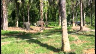 Mega Inn Tangkahan Sumatra Indonesië