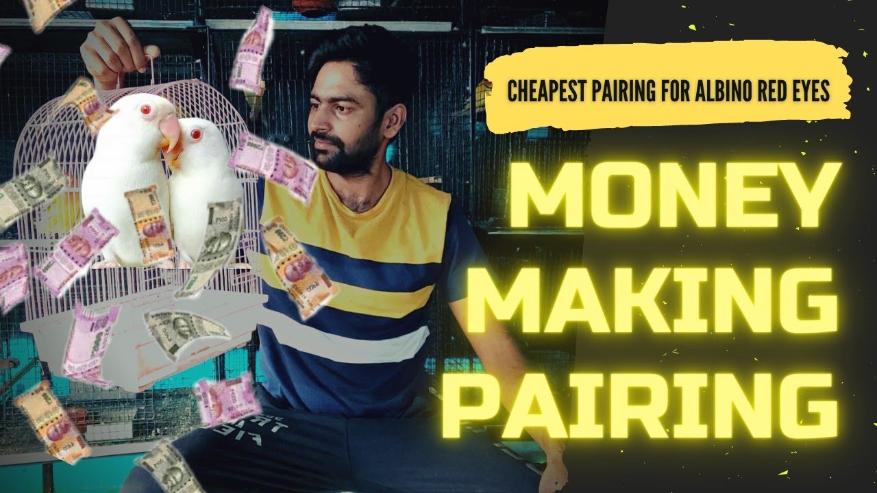 How to produce albino red eyes without albino red eyes lovebirds. HOW?