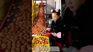 The Process Of Sorting And Packaging Eggs Before Shipping#farming #job #egg