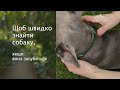 Шкіряний нашийник для собак під AirTag | Hidemont