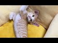 夜の草むらで震えていた5匹の子猫。女性に救われた命がやがて彼女の心を救うことになる【ほのぼの】