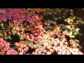 -20211208-【和久井映見】様ヘ #紅葉 #お誕生日おめでとうございます #中森明菜 #落花流水 #バッテリー上がり神奈川県 #ロードサービス神奈川県 #GoToトラベル神奈川県 #白糸の滝