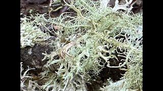 Common lichens of the Johnson Creek Watershed, Oregon