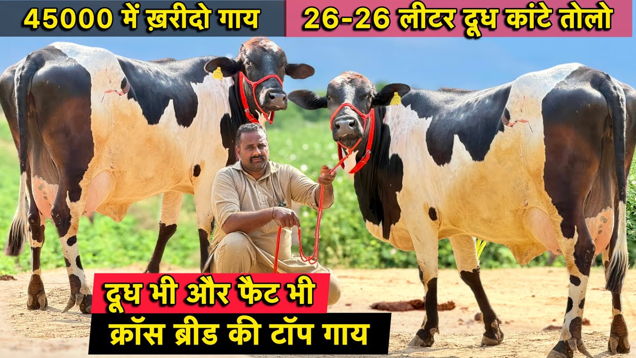 45000 में ख़रीदो गाय,किराया फ्री👌26-26 लीटर दूध कांटे तोलो👍5 गाय बिकाऊ👍Cross Breed Cows for Sale