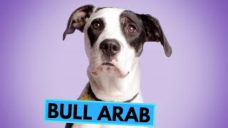 Bull Arab  TOP 10 Interesting Facts