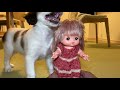 【Japanese a kooikerhondje ♀】Rumi (doll) and Hana&#39;s exercise, Partial broadcast accident.