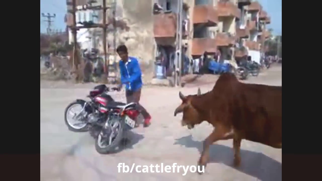 Animals Attack Funny Video ●Best Comedy Animal Fails Compilation 2018◆Funniest vines Completion kids